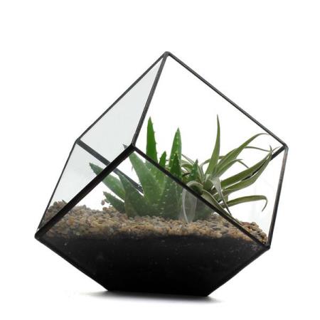 Küp Küp Bitki: The Cube Terrarium 